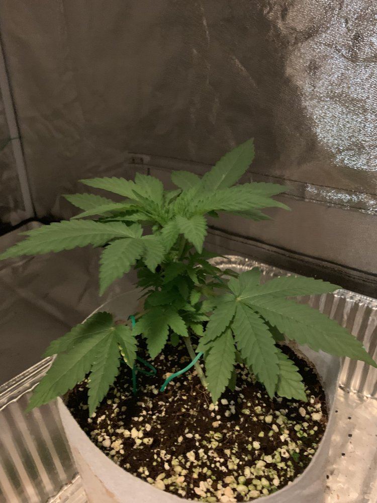 Second grow