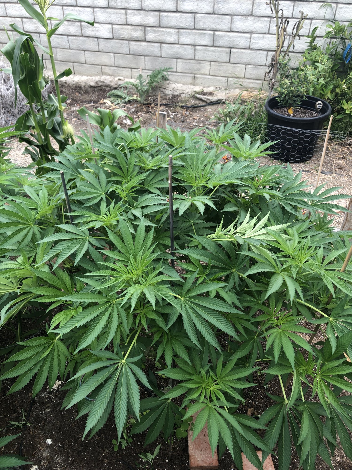 Second grow looking really good 2