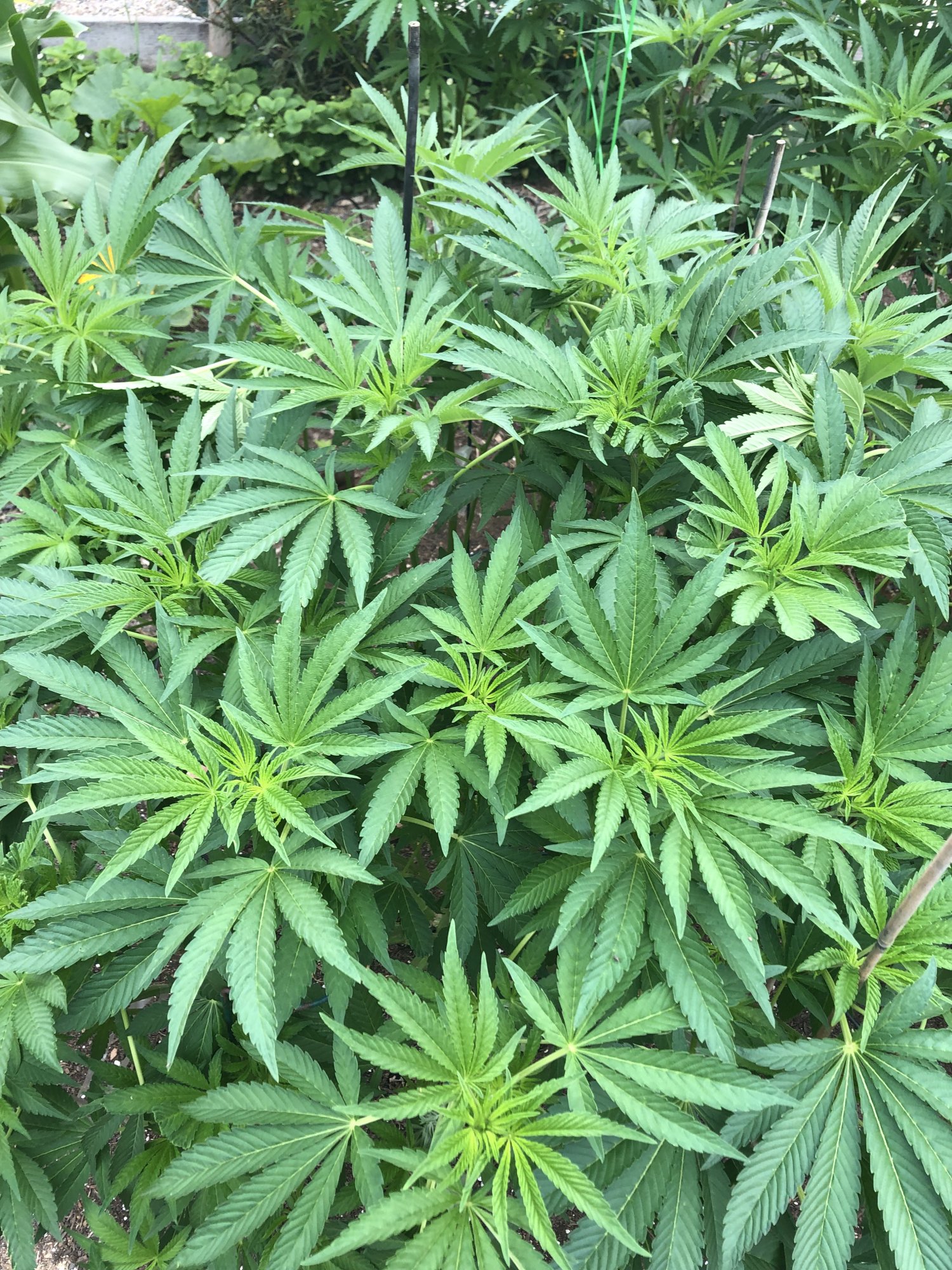Second grow looking really good