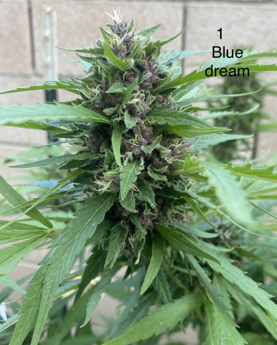 Second grow need some help
