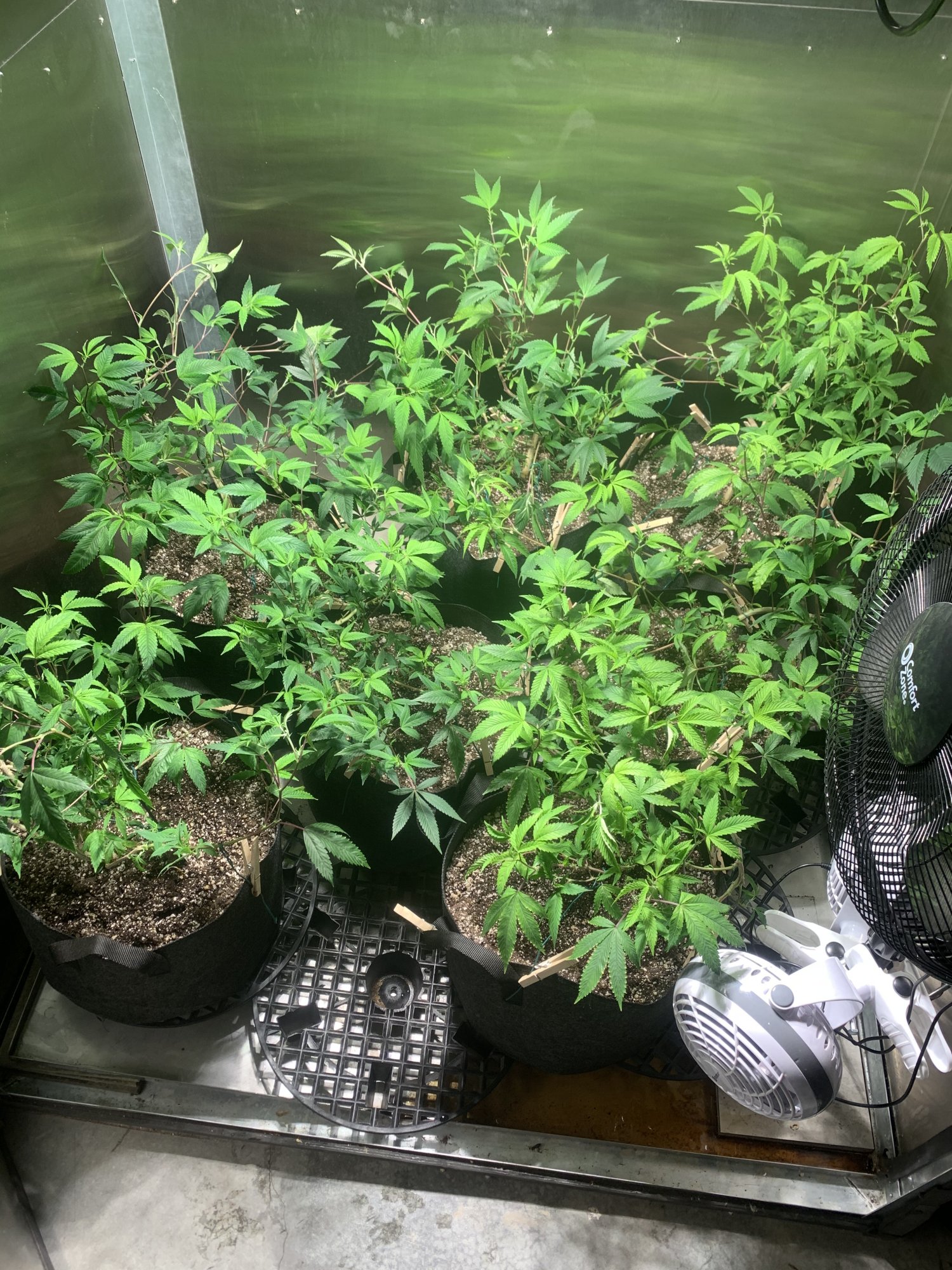 Second grow opinions on defoliation 2