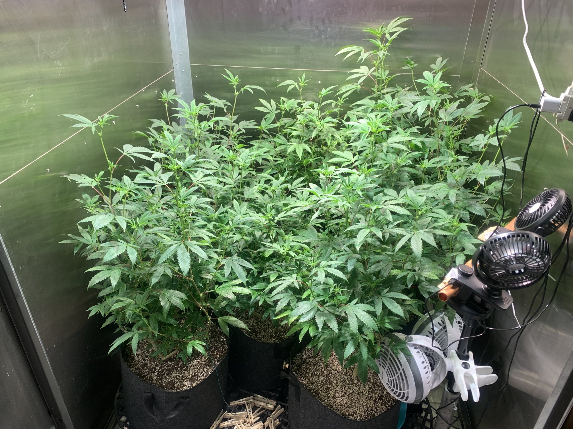 Second grow opinions on defoliation