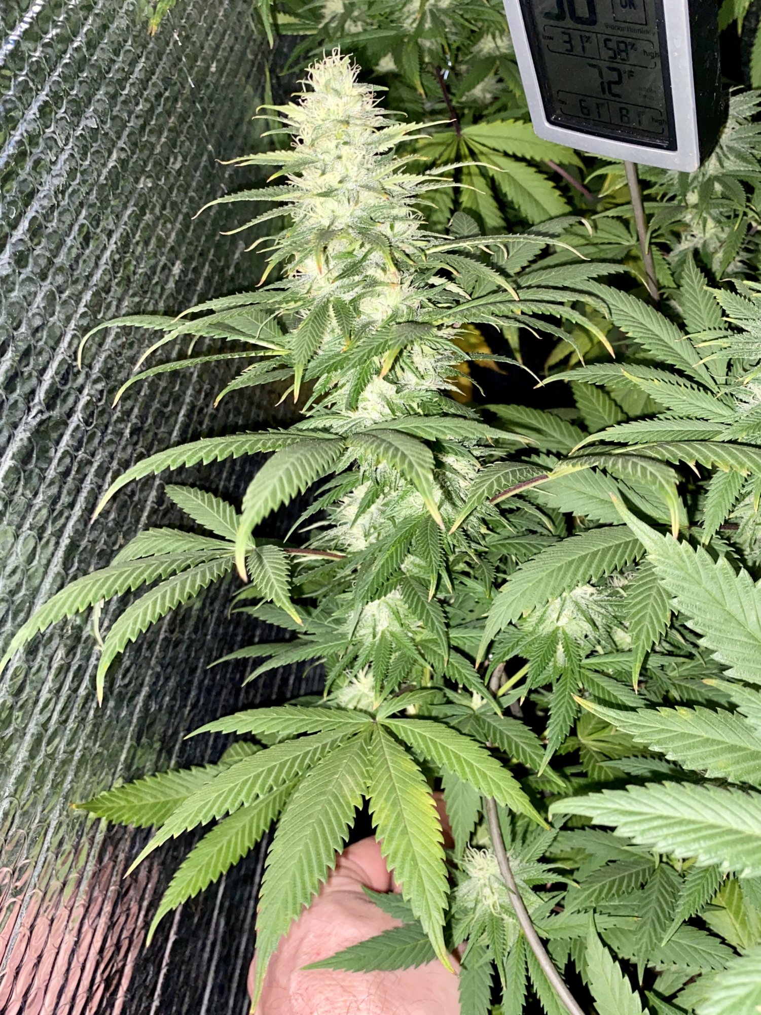 Second grow still dont know crap 2