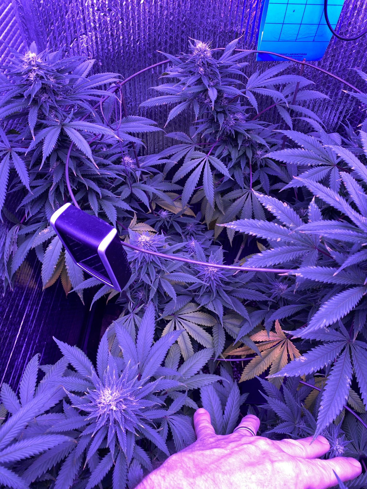 Second grow still dont know crap 6