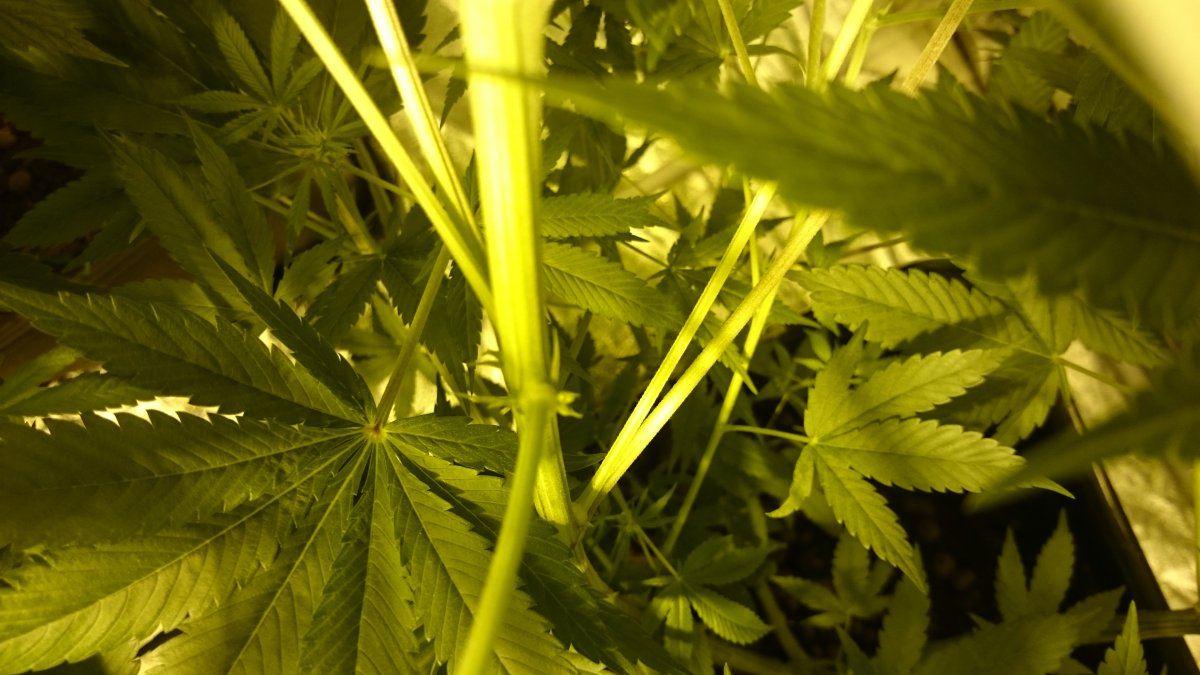 Second opinion on a hermie 3