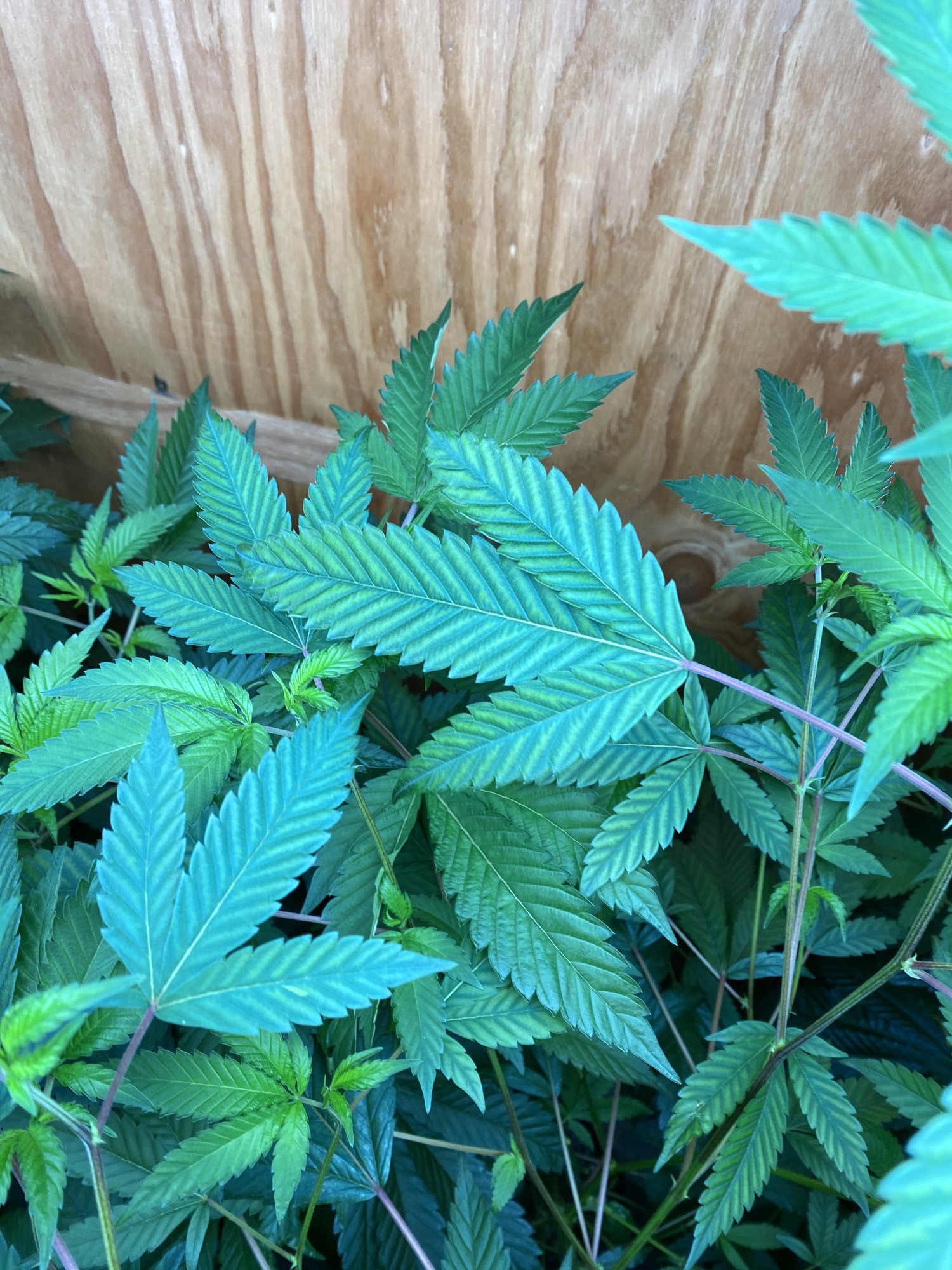 Second opinion on deficiency 6