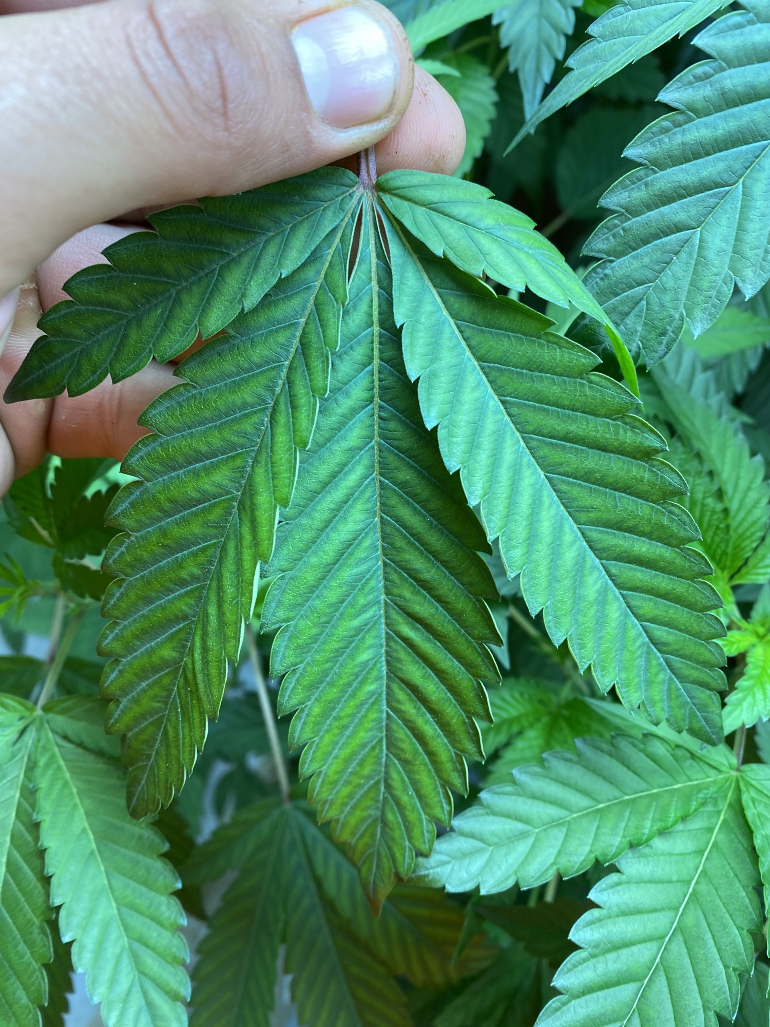 Second opinion on deficiency