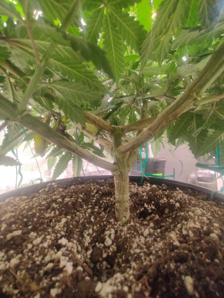 Second time grow  looking for tips 2