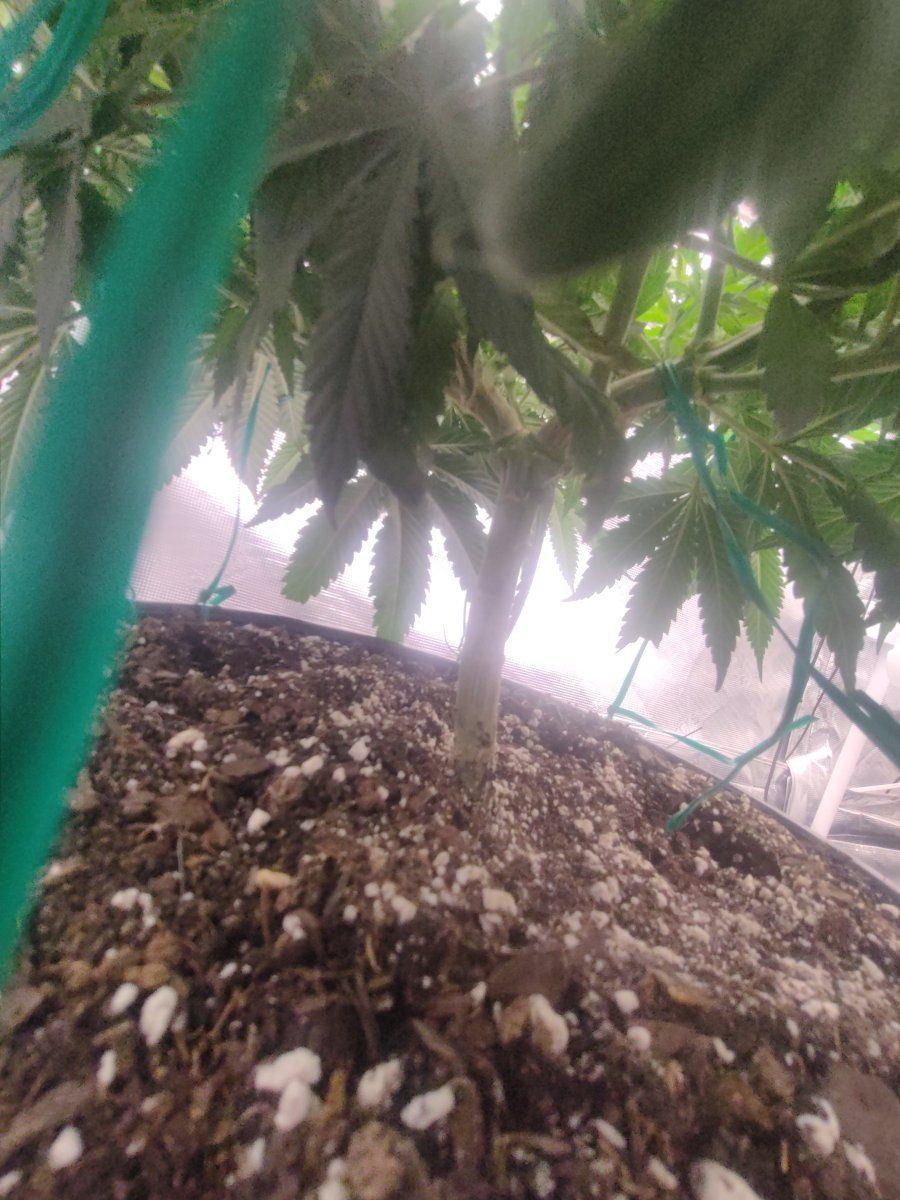 Second time grow  looking for tips 3