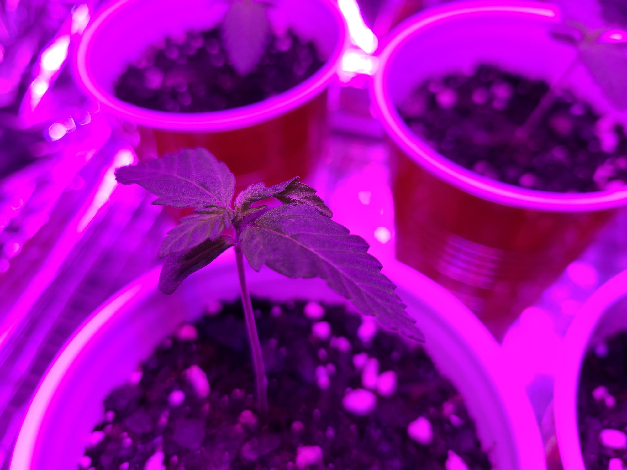 Second true leaves are twisted 3