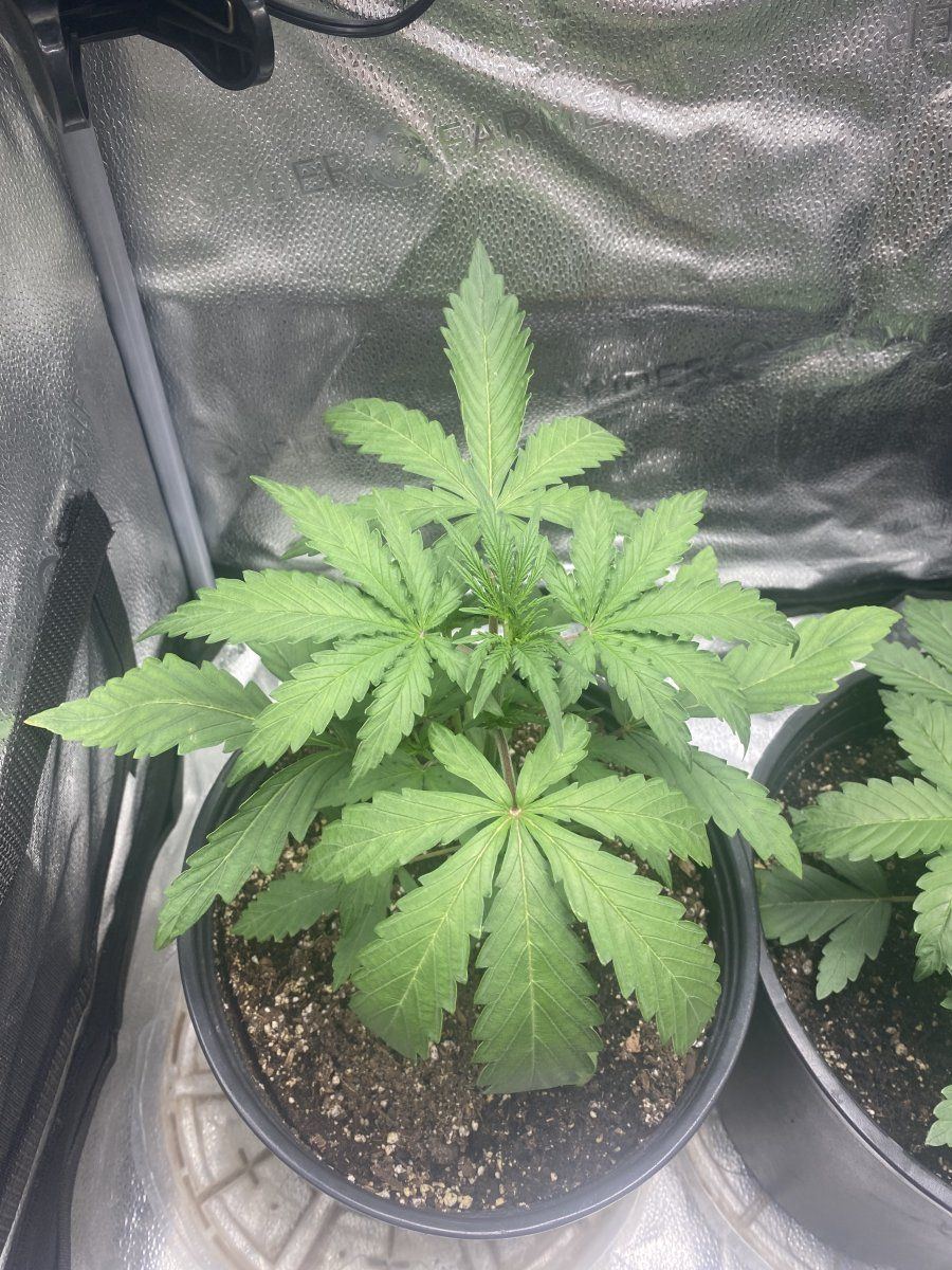 Second week growing nl auto and pp autoflower 10