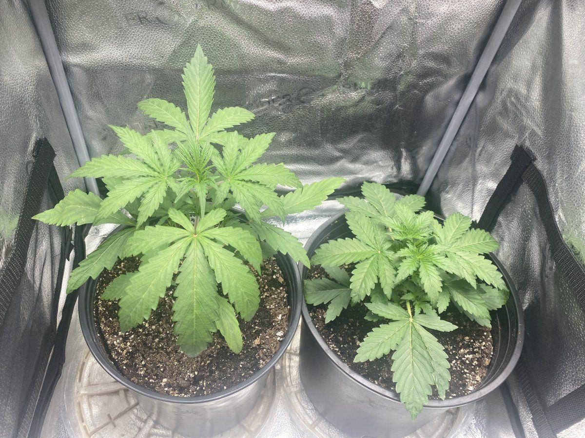 Second week growing nl auto and pp autoflower 2