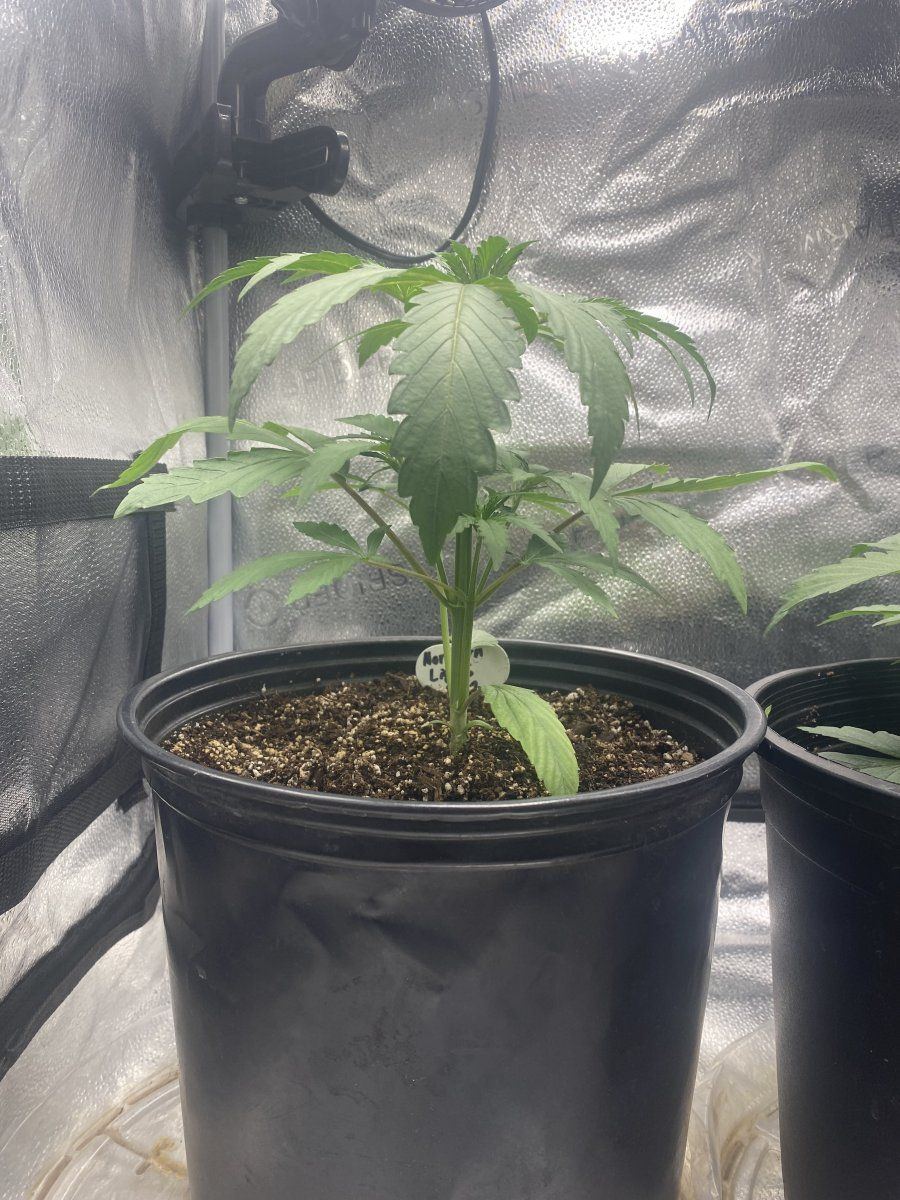 Second week growing nl auto and pp autoflower 3