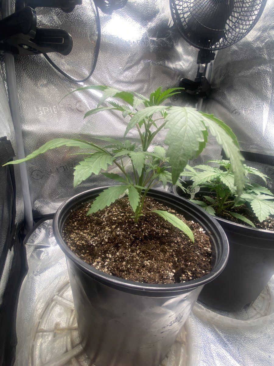 Second week growing nl auto and pp autoflower 5