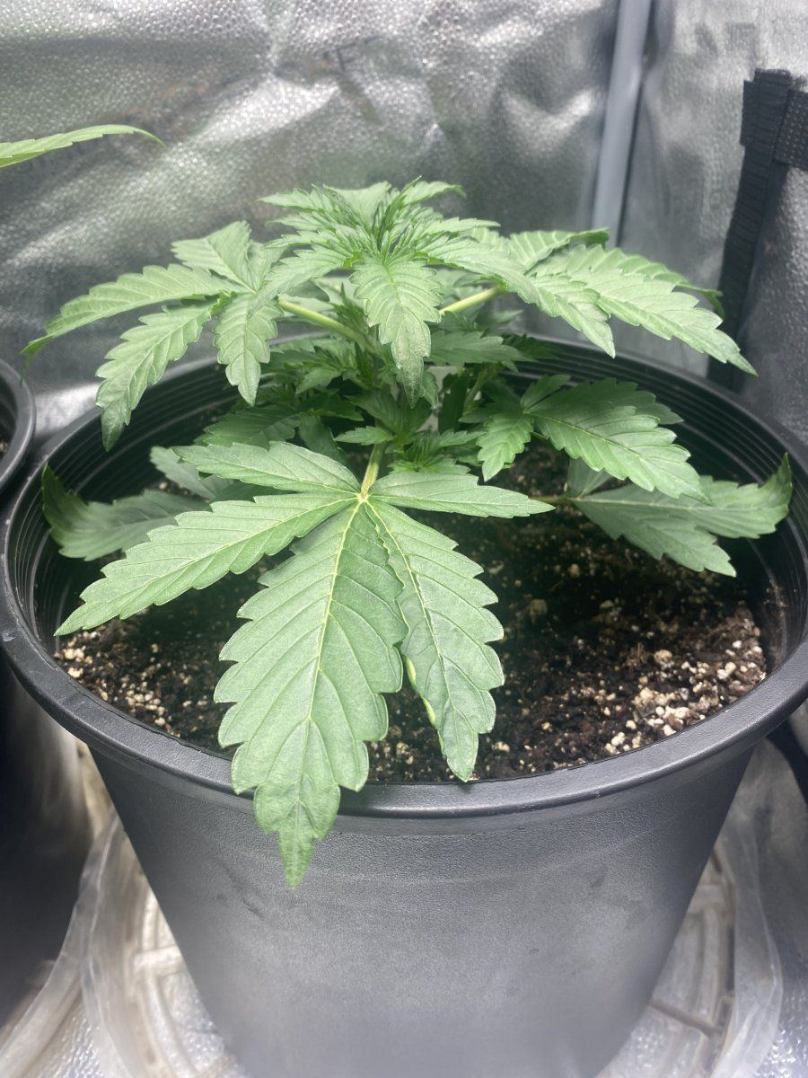 Second week growing nl auto and pp autoflower 6
