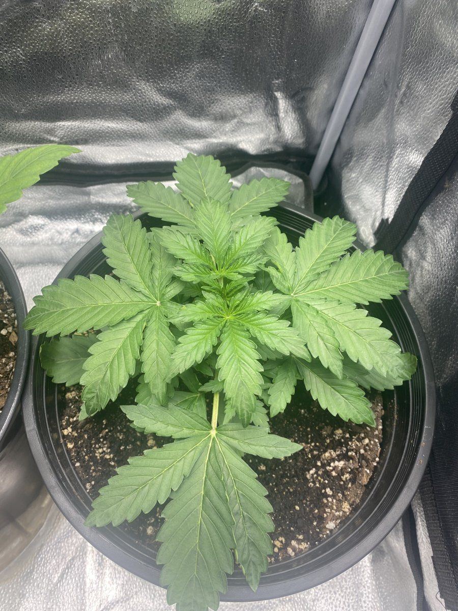 Second week growing nl auto and pp autoflower 7