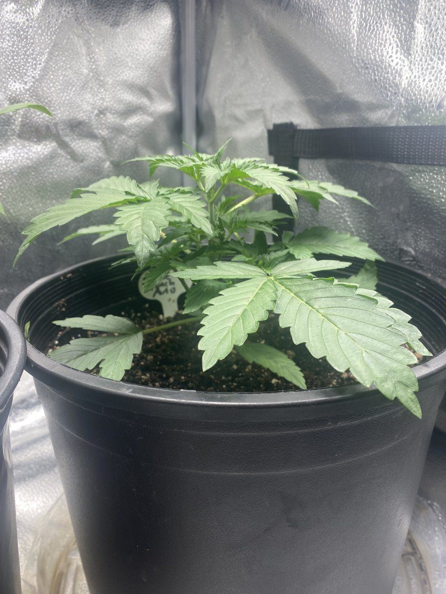 Second week growing nl auto and pp autoflower 8