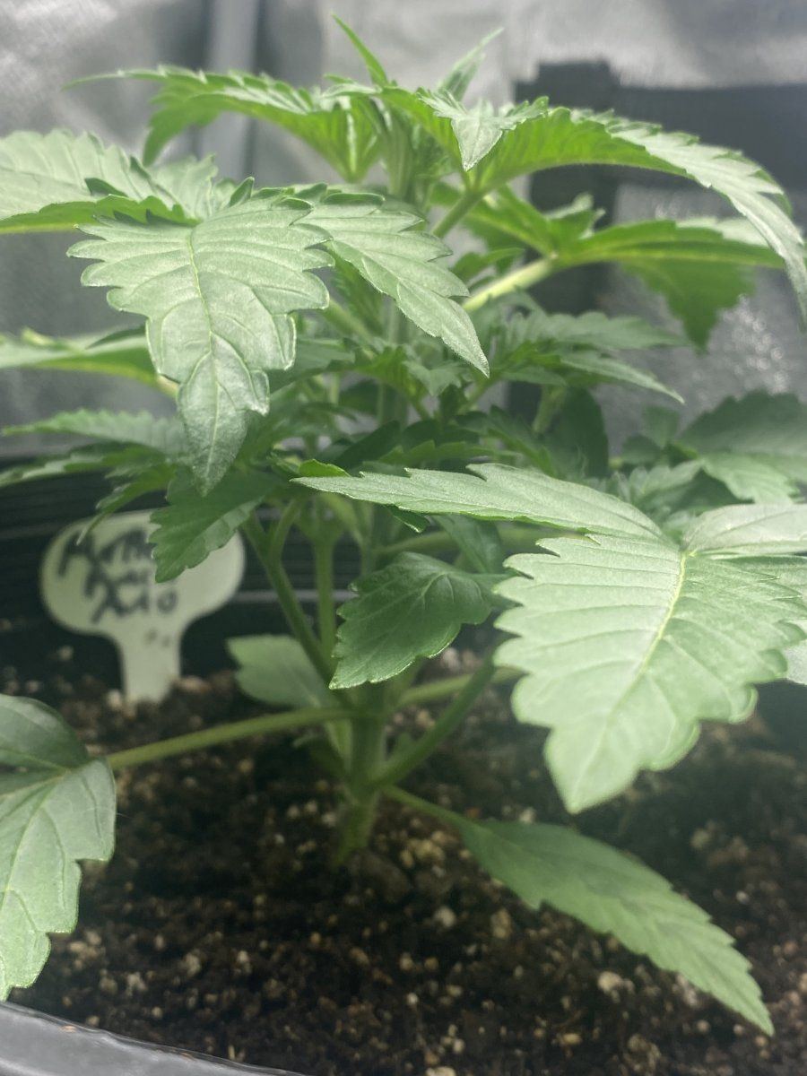 Second week growing nl auto and pp autoflower 9