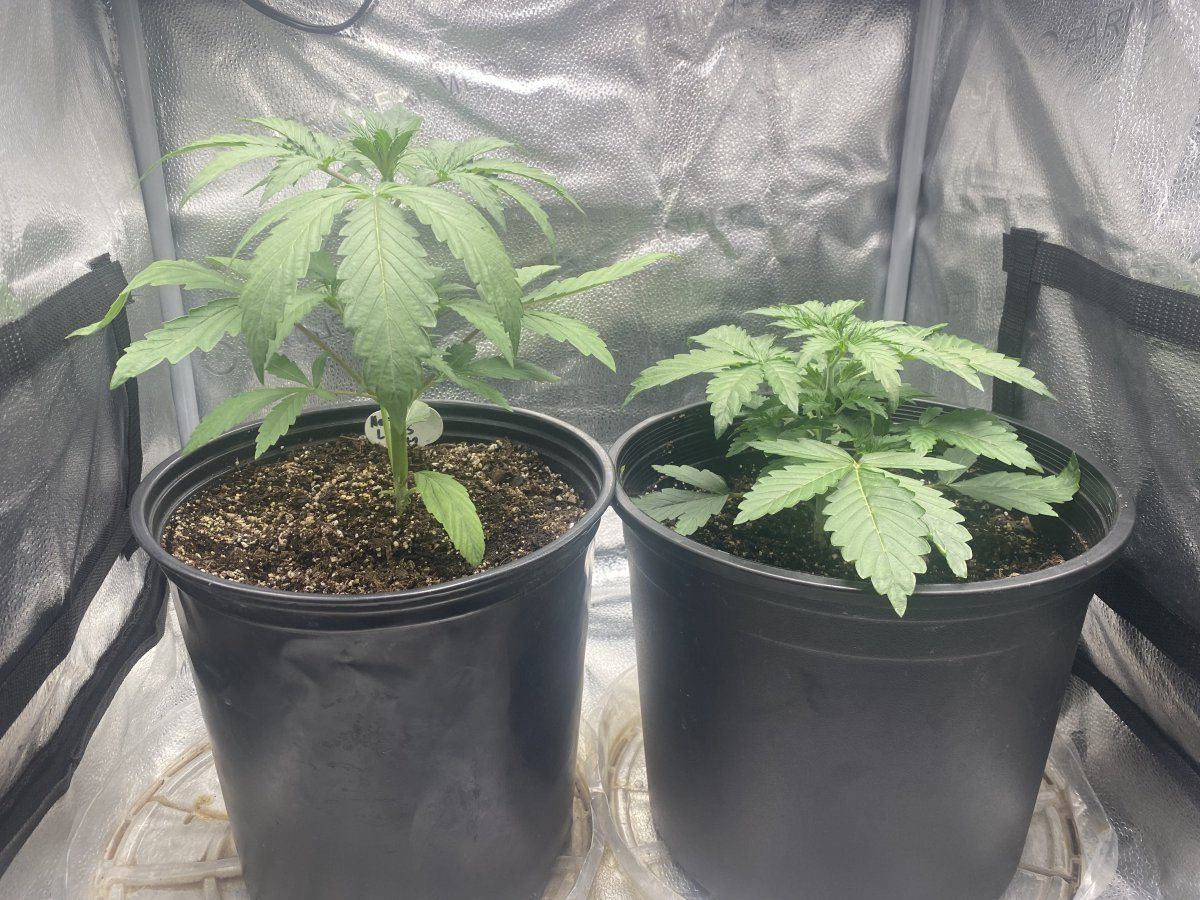 Second week growing nl auto and pp autoflower