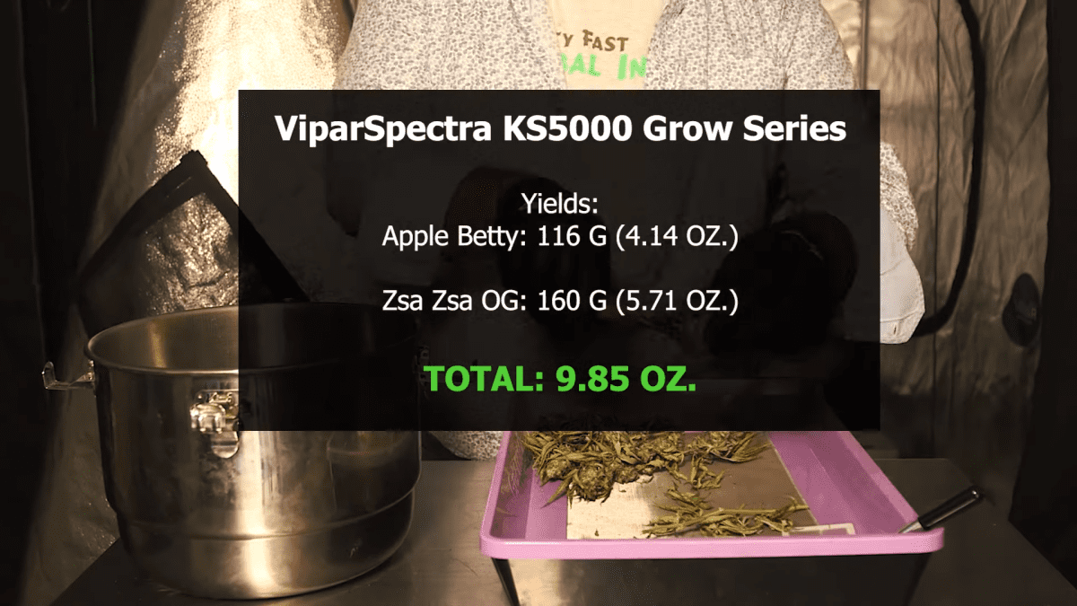 See the yiels of apple betty  zsa zsa og with viparspectra ks5000 3