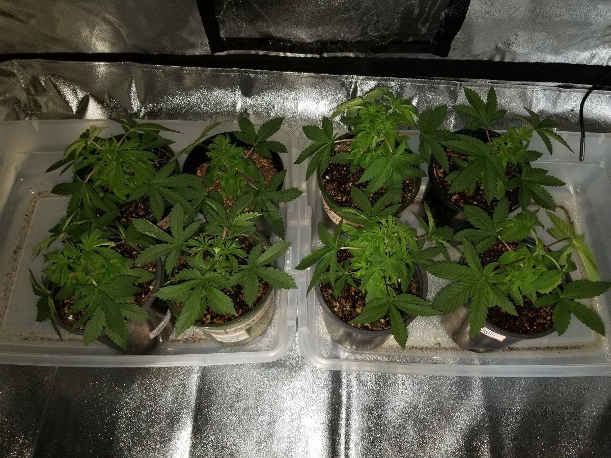 Seed 2 veg
