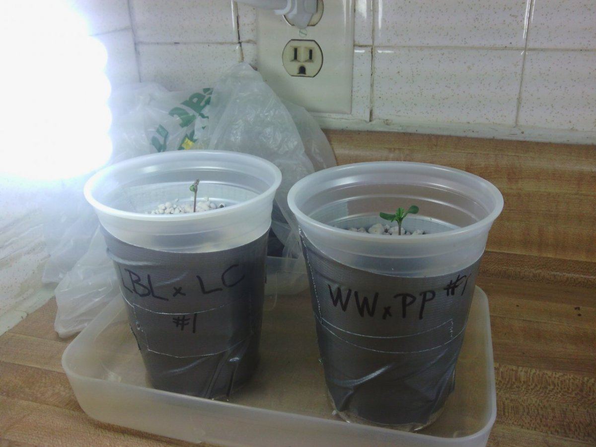 Seed hempy 3