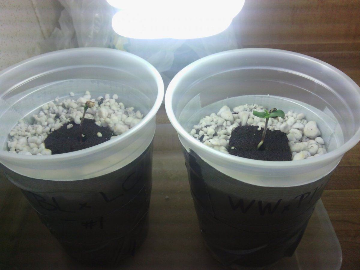 Seed hempy