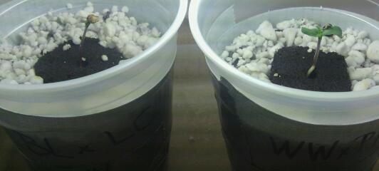 Seed hempy2