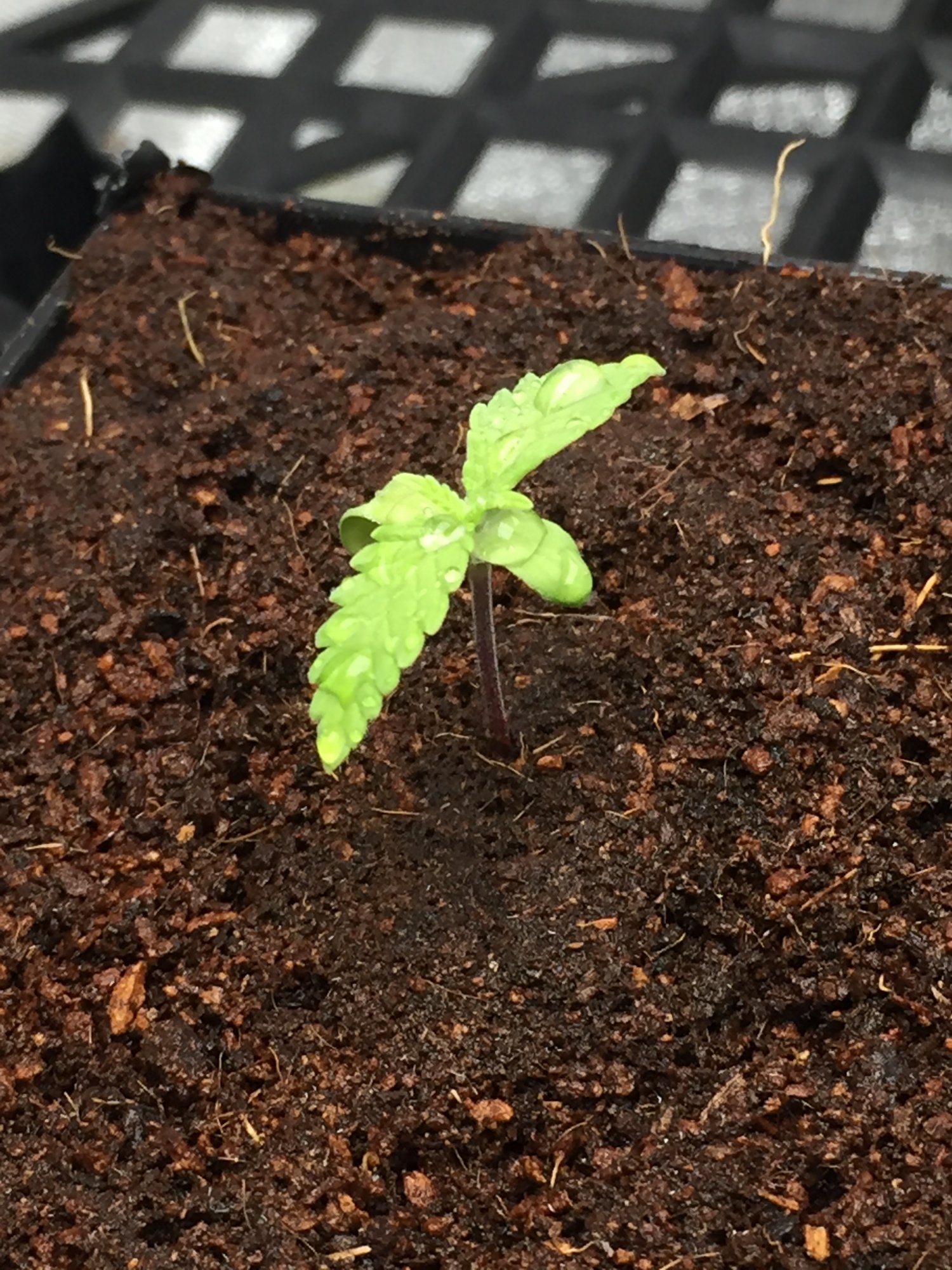 Seed
