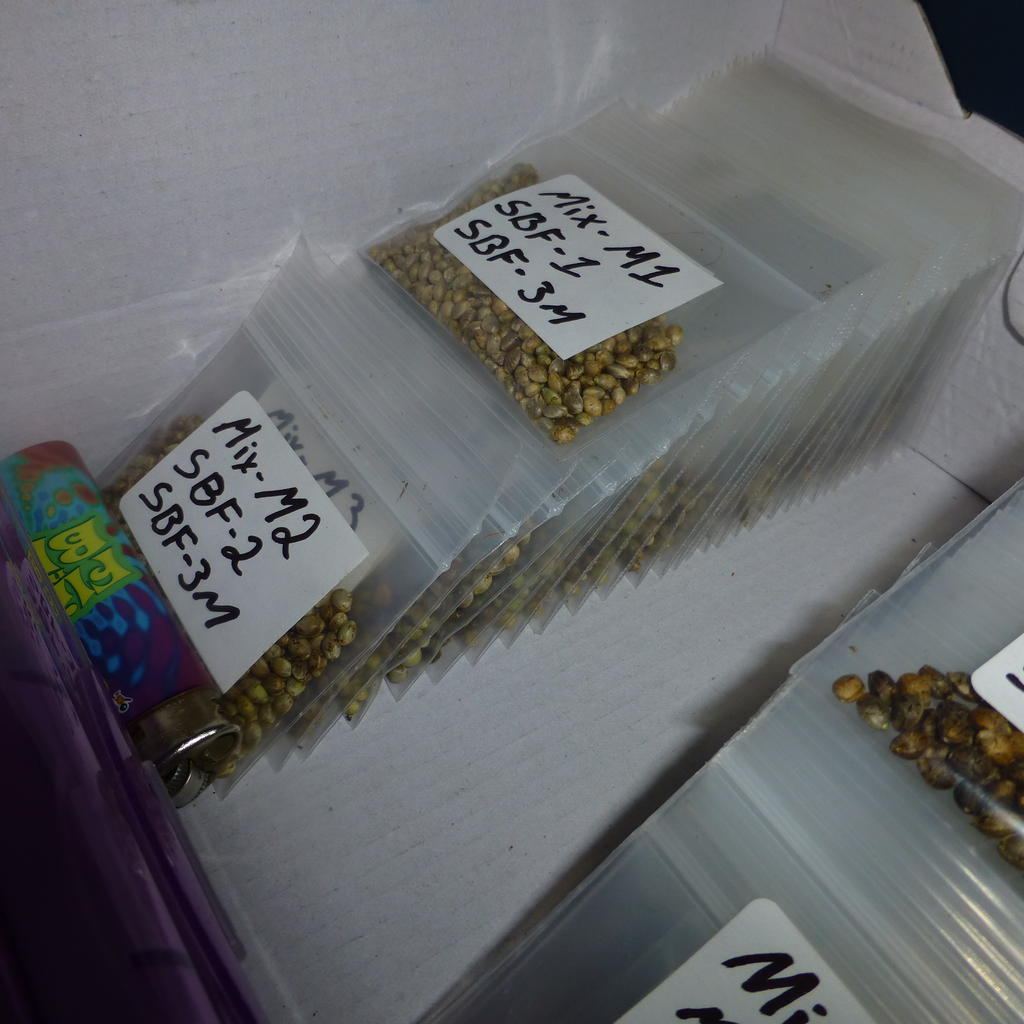 Seed