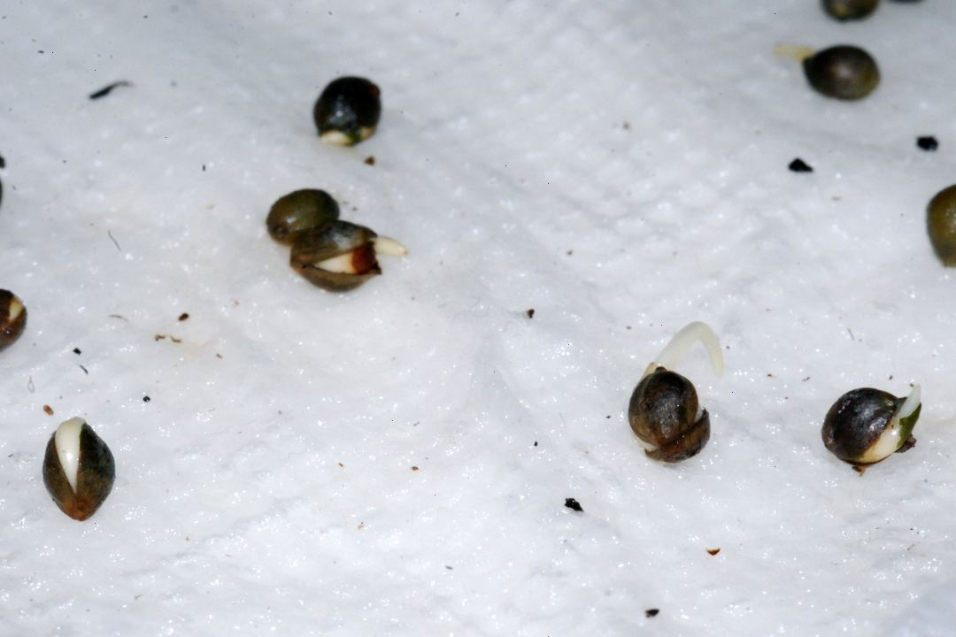 Seed