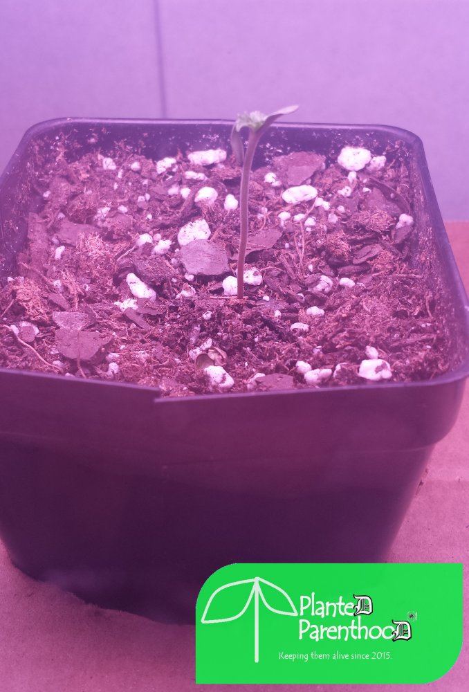 Seed
