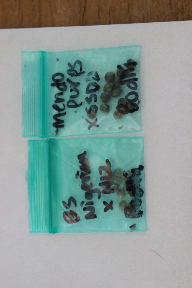 Seed packs