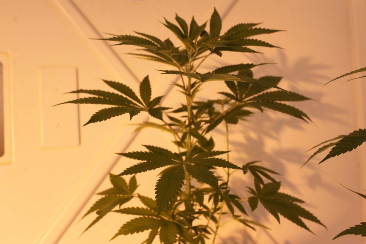 Seed pictures 005
