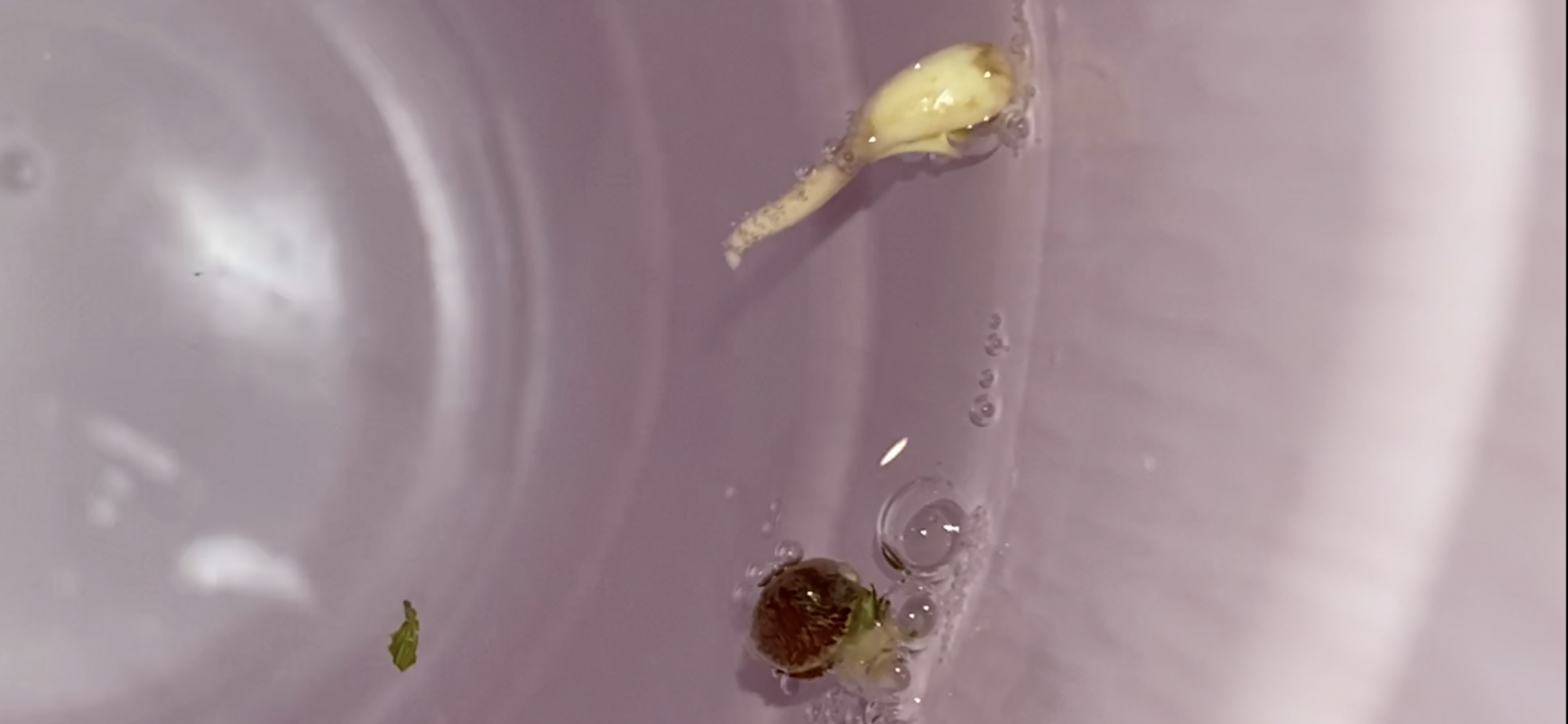 Seed pod released embryo in water