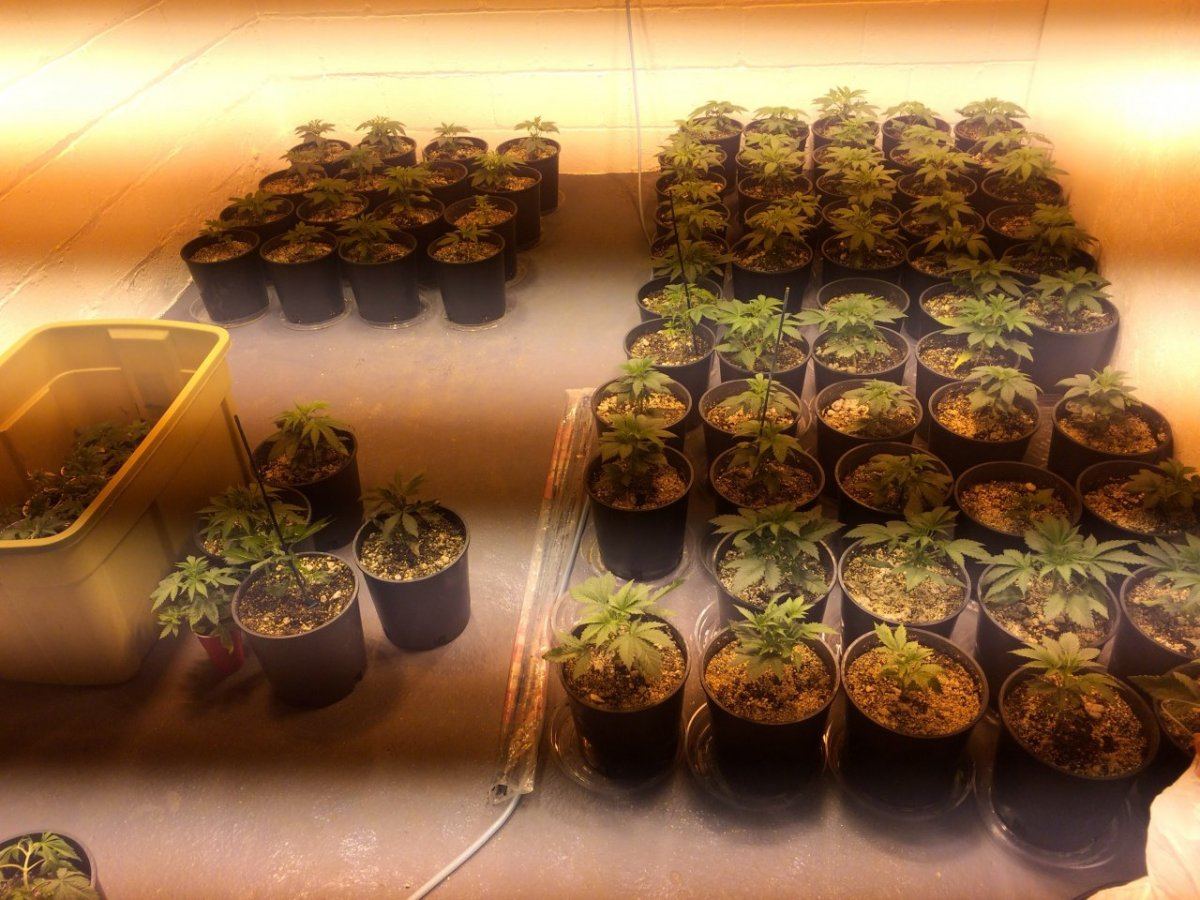 Seed run and some new new