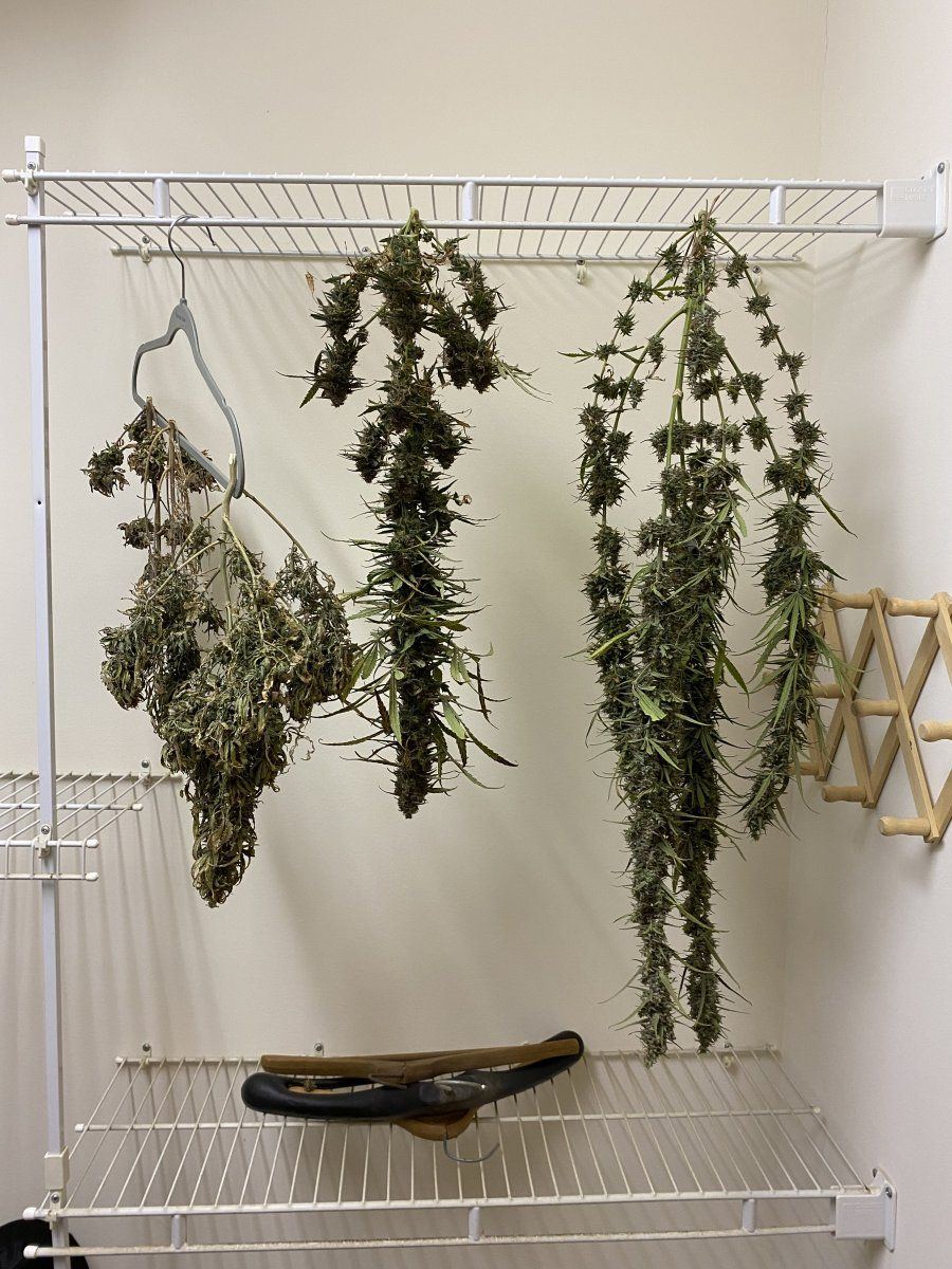 Seed to smoke here we go 4