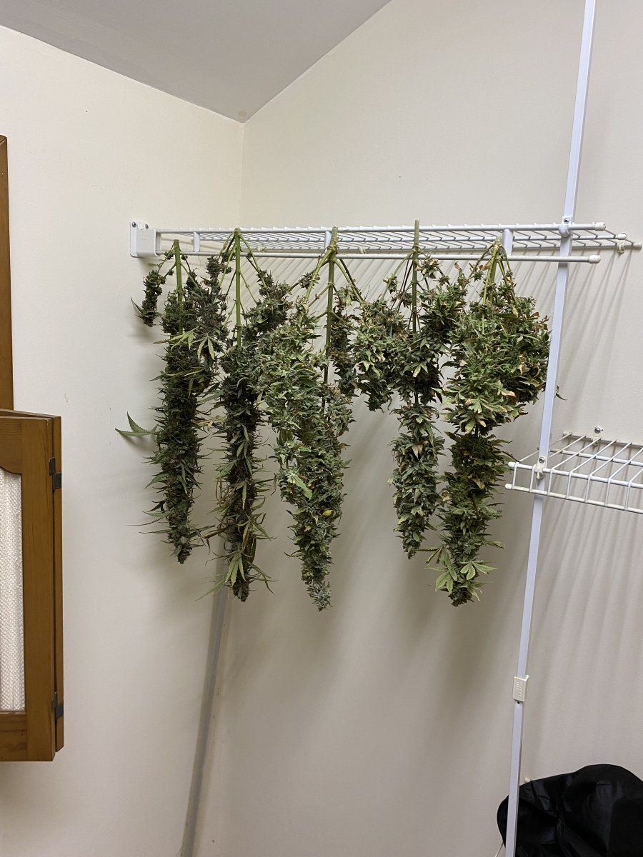 Seed to smoke here we go 5