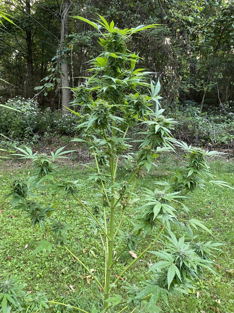 Seed to smoke here we go 6