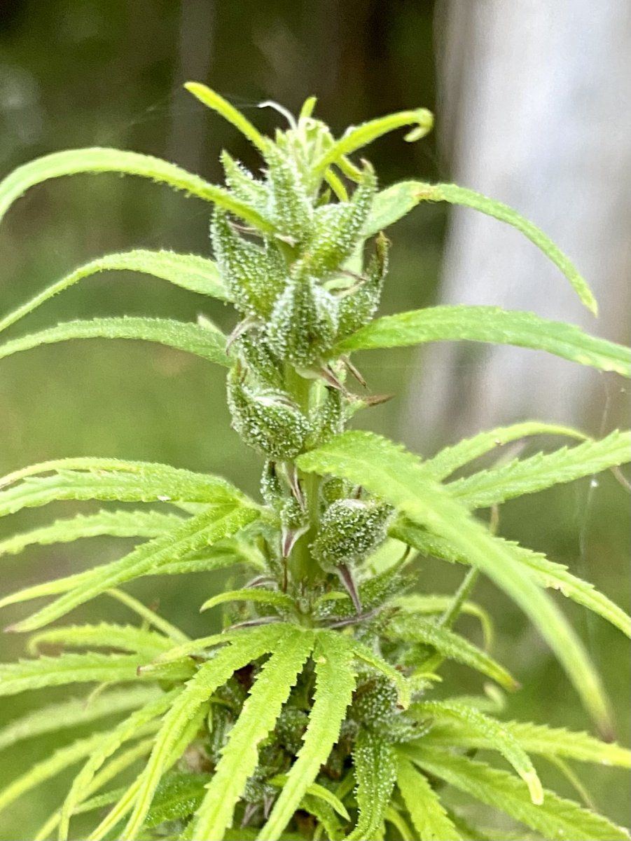 Seed to smoke here we go 7