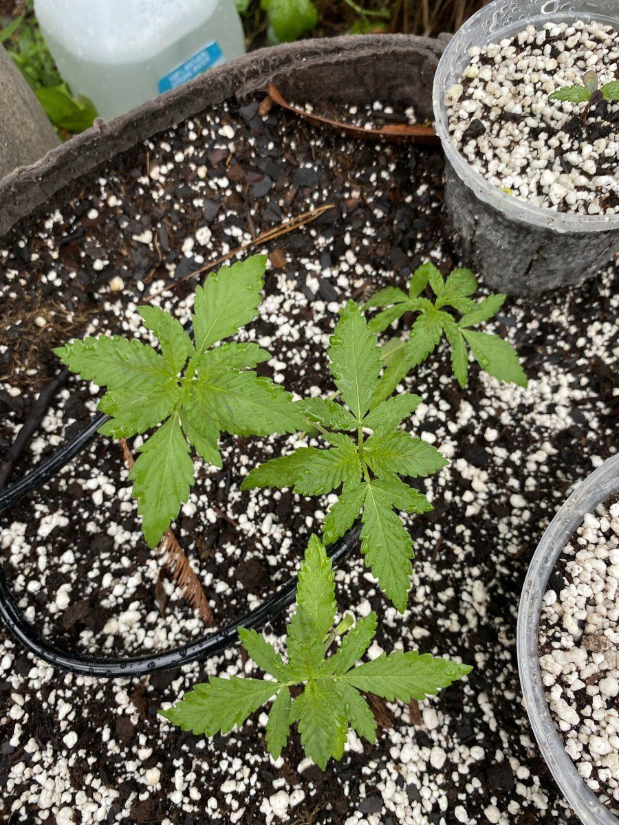 Seed to smoke here we go