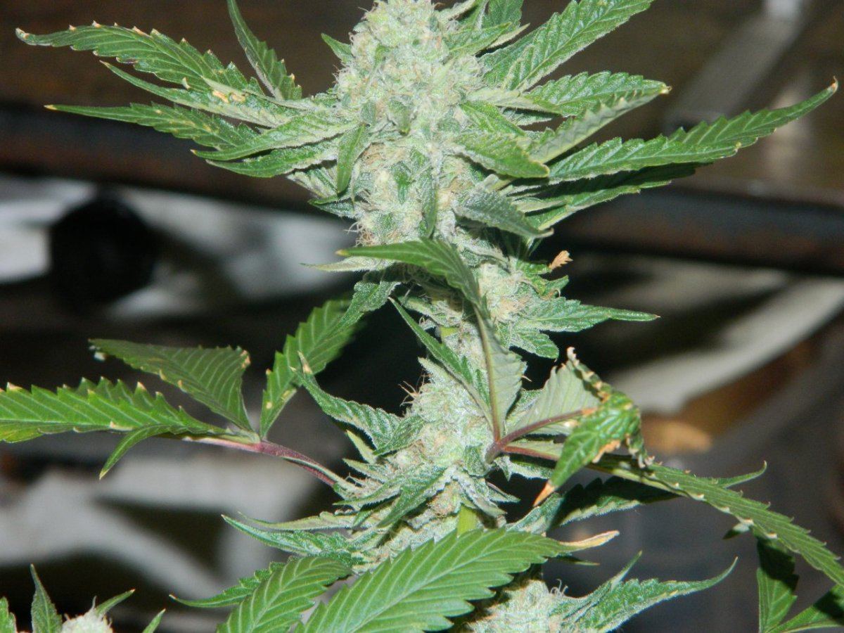 Seeded 004