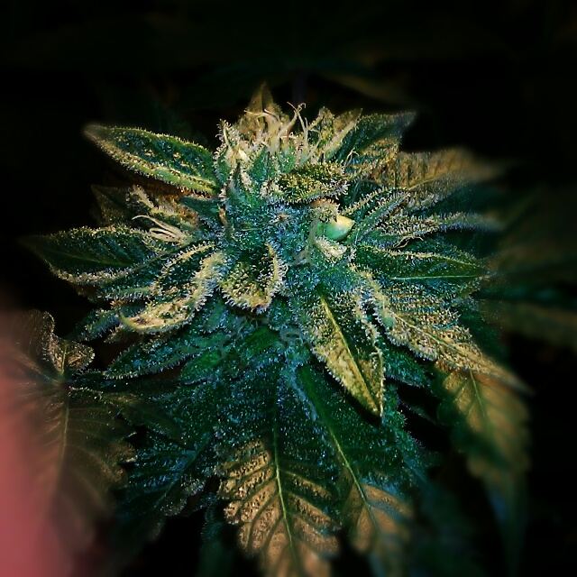 Seeded bubba