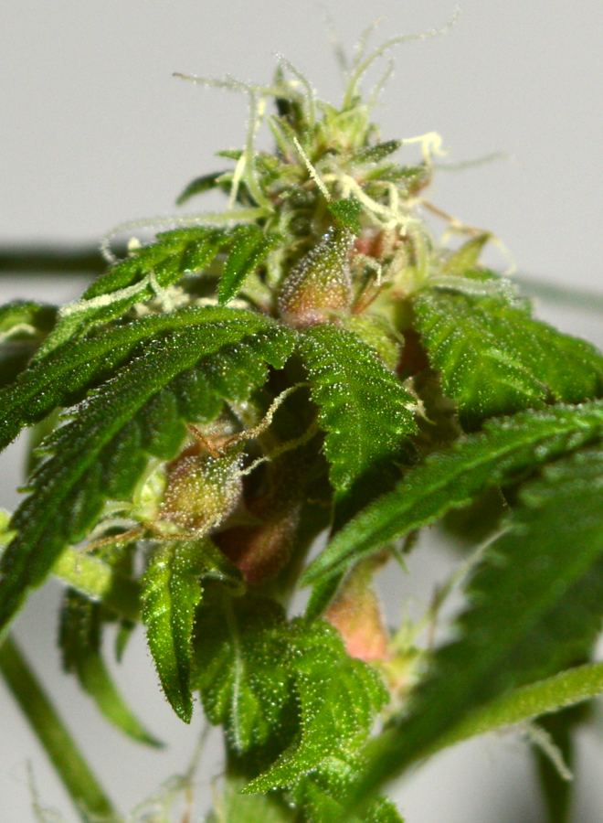 Seeded