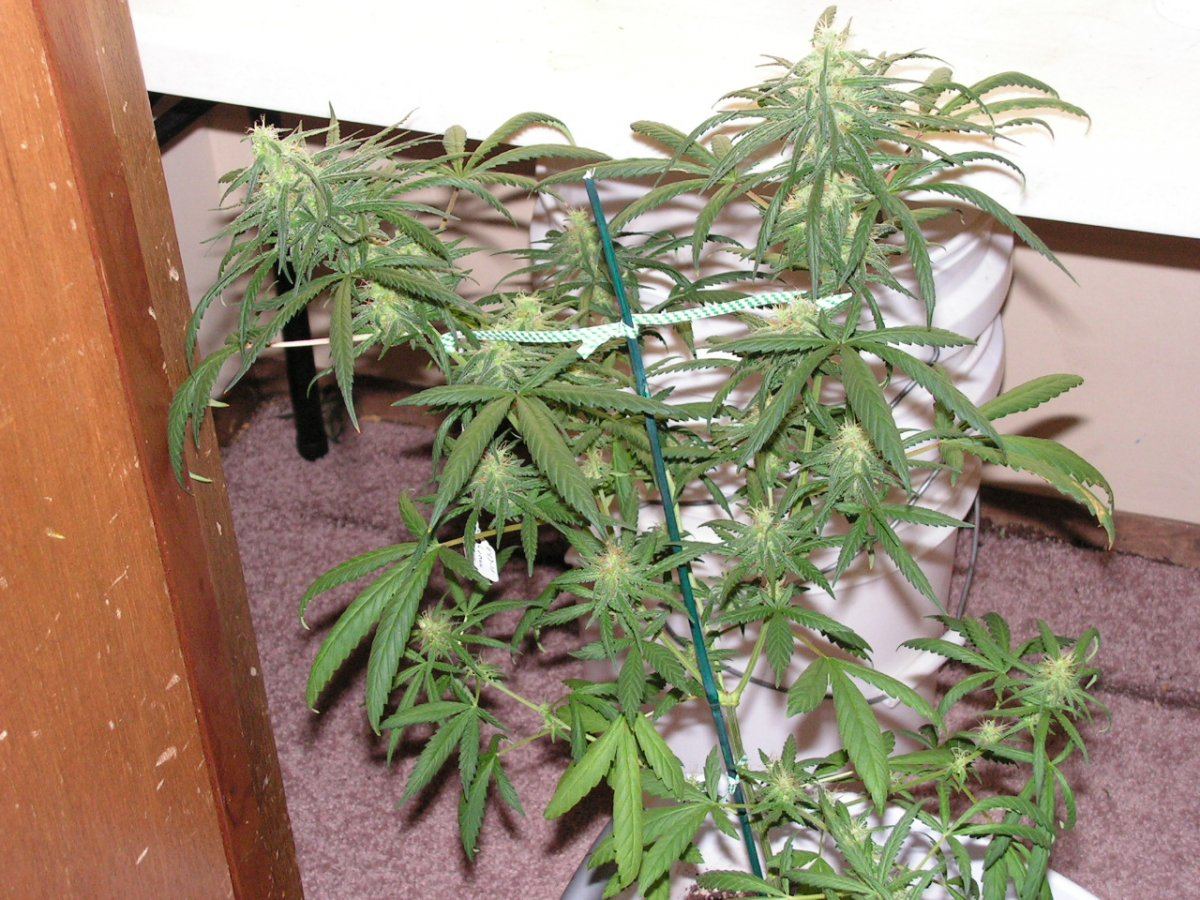 SEEDED LEMON THAI 1