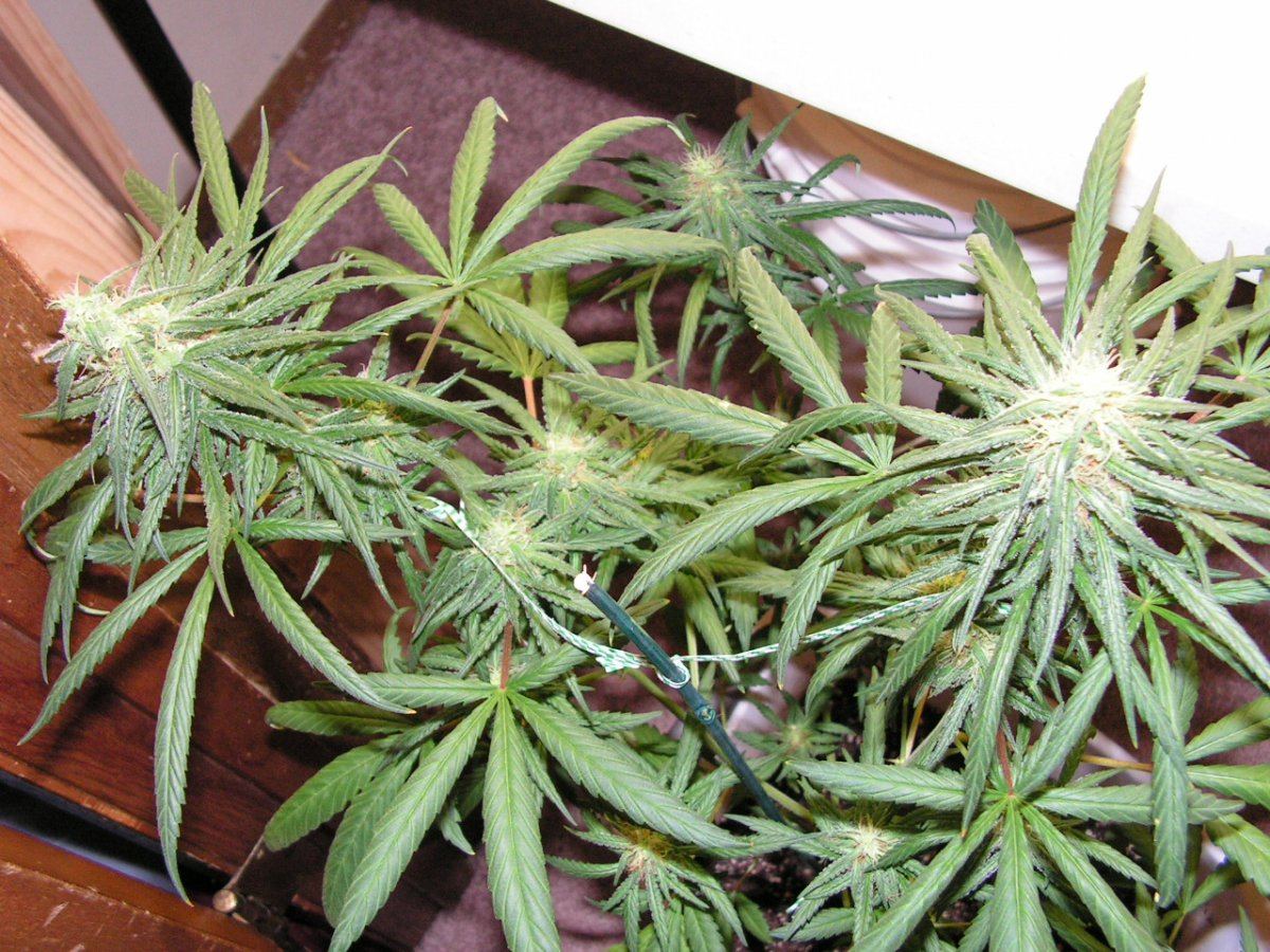 SEEDED LEMON THAI 2