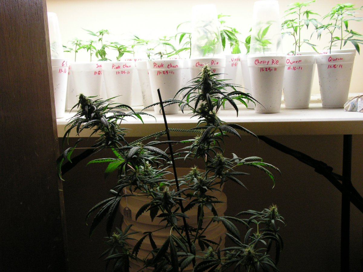 SEEDED LEMON THAI 3