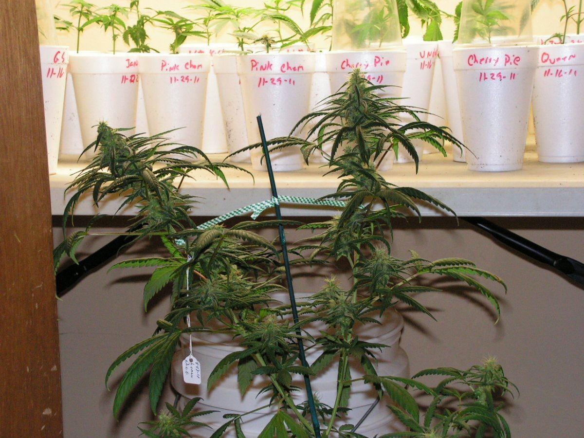 SEEDED LEMON THAI 4