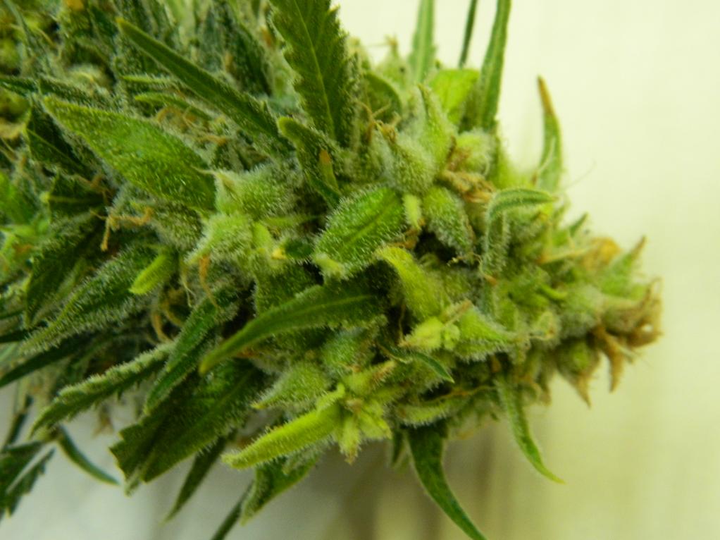 SEEDED WW  STAR F2
