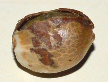 Seededge